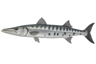 3D illustration of a long silver barracuda with a pointed snout.