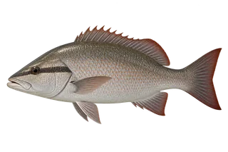 3D illustration of a gray-brown mangrove snapper with a dark stripe through its eye.