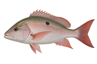 3D illustration of a mutton snapper with pink fins and a dark spot on its side.