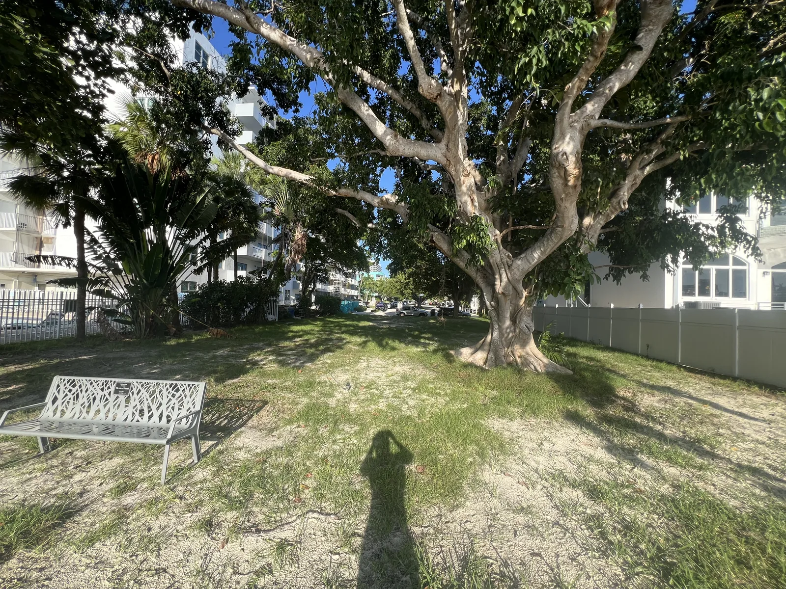 The broad shade tree and metal bench at Stormwater Park